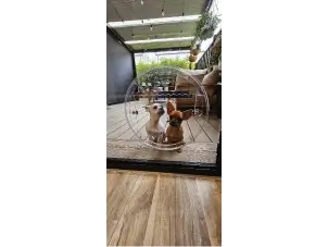 singles/pet-door-three.webp